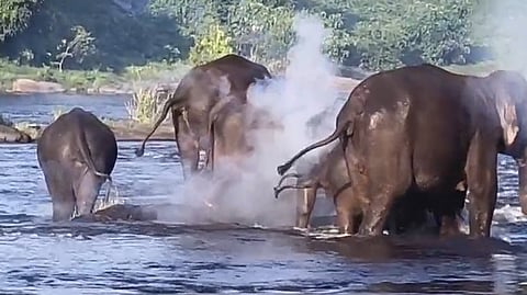 Wild Elephant Injured Chalakudy RRT