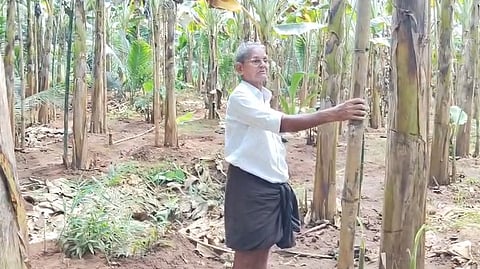 Kannara Banana Research Station Farmer Cheated
