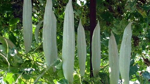 snake gourd