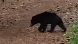 Bear Attack Valparai