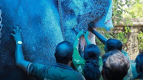 Captive Elephants Medical Camp