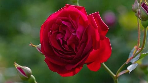Rose Flower