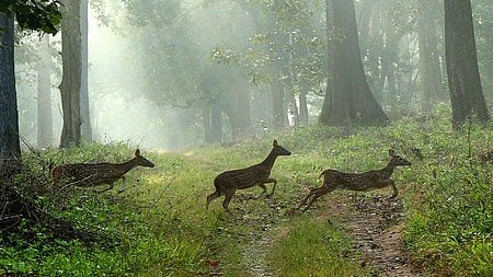 Three fawns spotted in mid-leap in Wayanad?s Chethalayam forest during a recent misty morning 