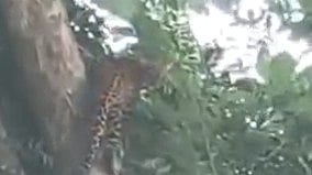 Leopard and Cubs Spotted