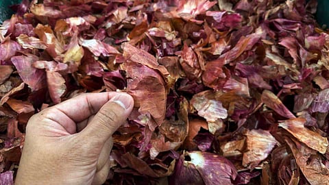 onion peel fertilizer