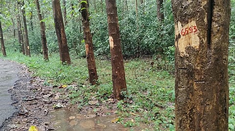 Chalakudy Forest Tree Felling