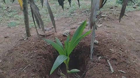 Maramkode Tribal Farmers Cultivation