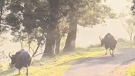 Munnar Wildlife Menace