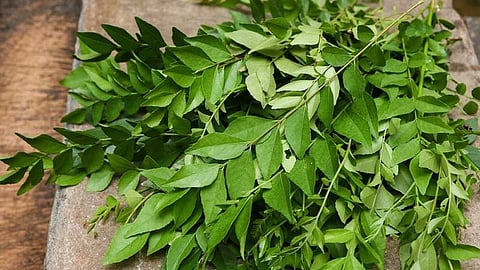Curry Leaves 