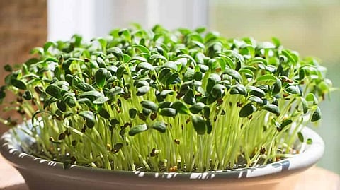 chia seeds grow inside home