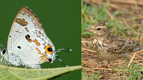 Peechi Wildlife Survey