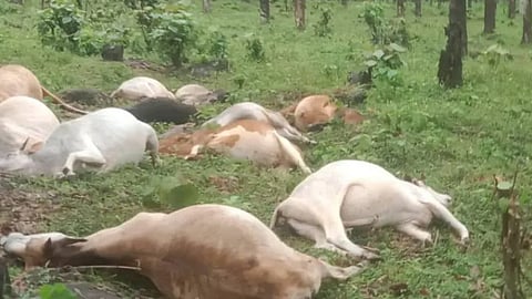ചെറുവള്ളികുള്ളന്‍ പശു