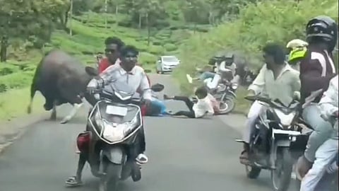 Valparai Bison Attack