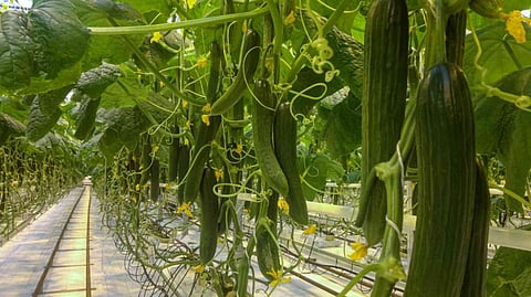 salad cucumber