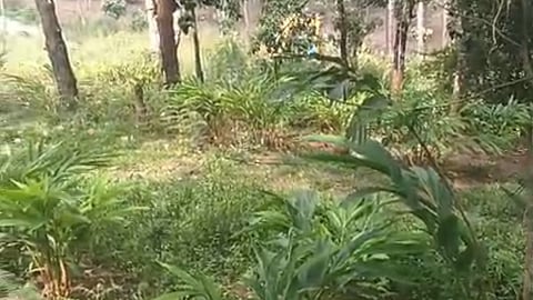 Chinnakkanal 301 Colony encroachment