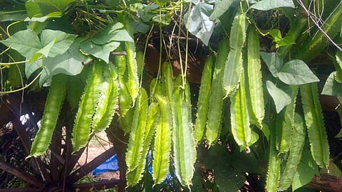 chathurappayar 