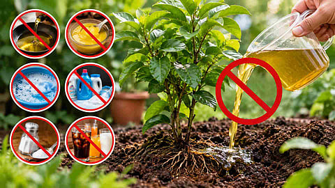 gardening tips