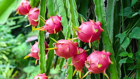 dragon fruit