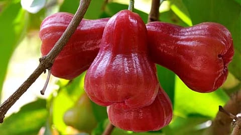 rose apple