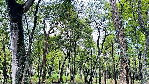 Sandalwood Theft Kollengode