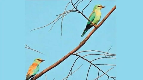 European Roller Bird