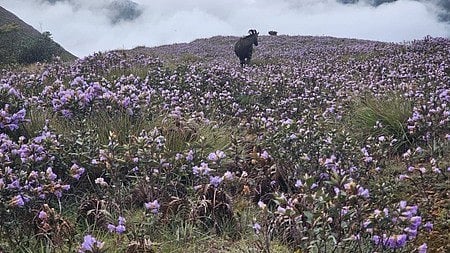 Meesapulimala Neelakurinji Bloom