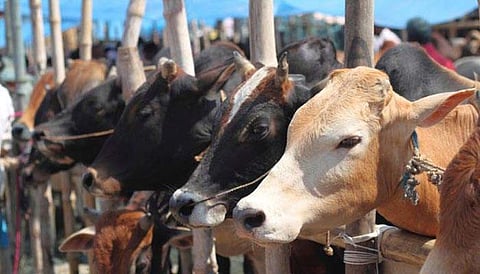 പശുവിനെ കൊന്നാല്‍ ഇനി ജീവപര്യന്തം ജയിലില്‍