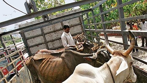 കന്നുകാലി കശാപ്പ് നിരോധനം; ജൂണ്‍ 22ന് എല്‍ഡിഎഫ് രാജ്ഭവന്‍ മാര്‍ച്ച് സംഘടിപ്പിക്കും
