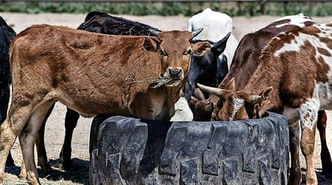 cow