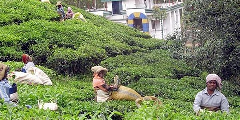 വന നിയമങ്ങള്‍ അട്ടിമറിച്ച് സര്‍ക്കാര്‍; തോട്ടം മേഖലയെ ഇഎഫ്എല്‍ പരിധിയില്‍നിന്ന് ഒഴിവാക്കി
