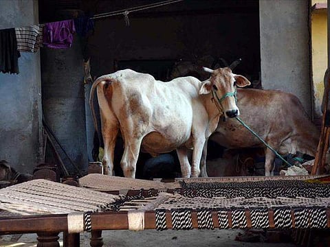 കശാപ്പ് നിരോധനം പ്രമുഖ നേതാവ് ബിജെപി വിട്ടു