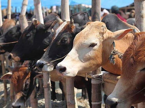  'ഗോവ ഫോര്‍ ബീഫ്, ബീഫ് ഫോര്‍ ഗോവ'; കശാപ്പ് നിയന്ത്രണത്തിനെതിരെ ഗോവയില്‍ മുസ്‌ലിം ക്രൈസ്തവ സംയുക്ത സംഘടന രൂപീകരിച്ചു