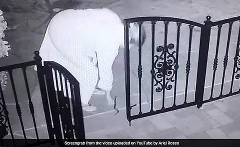 വളര്‍ത്തുനായയുടെ കളിപ്പാട്ടമാണെന്ന് കരുതി;കയ്യിലെടുത്തപ്പോള്‍ പാമ്പ്(വീഡിയോ)