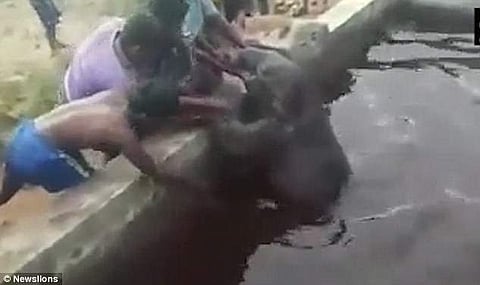 വെള്ളത്തില്‍ വീണ ആനക്കുട്ടിയെ രക്ഷിക്കാനുള്ള ഗ്രാമവാസികളുടെ ശ്രമം(വീഡിയോ)