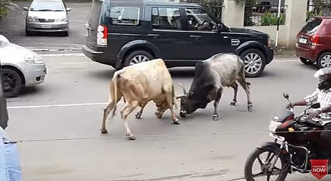 നഗരത്തിനു നടുവില്‍ ചോരചിന്തുന്ന പോരാട്ടവുമായി ഗോമാതാക്കള്‍