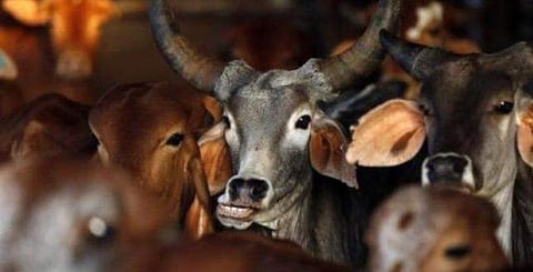 ഗോമാതാവിനെ തള്ളിപ്പറഞ്ഞ ബിജെപി നേതാവ് ഒടുവില്‍ മാപ്പ് പറഞ്ഞു