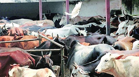 ഇന്ത്യയില്‍ ഗോരക്ഷാ സംഘങ്ങളുടെ അക്രമം വര്‍ധിച്ചെന്ന് യുഎസ് റിപ്പോര്‍ട്ട്; നടപടിയെടുക്കുന്നതില്‍ മോദി സര്‍ക്കാര്‍ പരാജയം