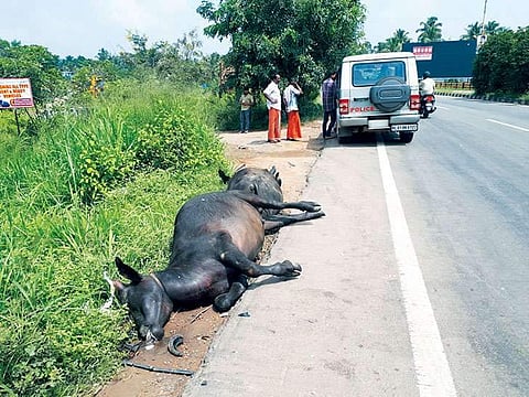 പോത്തുകള്‍ കൂട്ടത്തോടെ റോഡില്‍ ഇറങ്ങി; ദേശീയപാതയില്‍ വാഹനങ്ങളുടെ കൂട്ടയിടി, ആറുമാസം പ്രായമുളള കുഞ്ഞിനടക്കം നാലുപേര്‍ക്ക് പരിക്ക്, നാല് പോത്തുകള്‍ ചത്തു