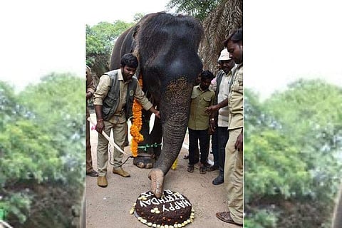 റാണി@80; ഹാപ്പി ബര്‍ത്ത് ഡേ ആനമുത്തശ്ശി; കേക്ക് മുറിച്ച് ആഘോഷം പൊടിപൊടിച്ചു