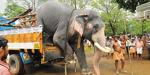 ഇനി കൊന്നാലും നഷ്ടപരിഹാരമില്ല, വന്യജീവി നിര്‍വചനത്തില്‍ നിന്നും നാട്ടാനയെ ഒഴിവാക്കി