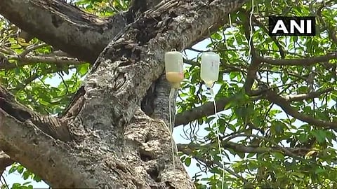 മരിക്കാന്‍ അനുവദിക്കില്ല; ആല്‍മര മുത്തശ്ശിക്ക് ഡ്രിപ്പിട്ട് നാട്ടുകാര്‍ 