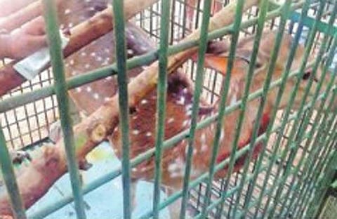 വീട്ടില്‍ പുള്ളിമാനെ വളര്‍ത്തി, വീട്ടമ്മയെ അറസ്റ്റു ചെയ്തു 