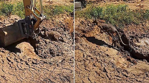 മാലിന്യത്തില്‍ കുടുങ്ങി അപകടത്തിലായ കംഗാരുവിനെ പുറത്തെടുത്തത് ജെസിബി ഉപയോഗിച്ച്