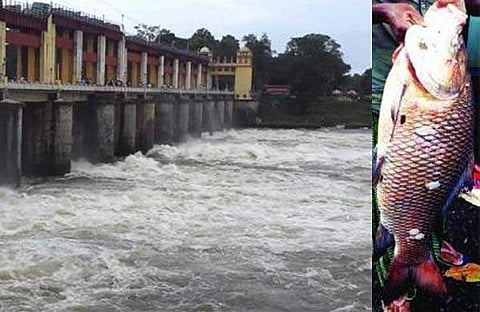ആര്‍ത്തലച്ചുപായുന്ന വെള്ളത്തില്‍ വലയില്‍ കുടുങ്ങിയ മീന്‍ കണ്ട് അവര്‍ ഞെട്ടി; ഭൂതത്താന്‍ കെട്ടില്‍ കിട്ടിയത് ഭീമന്‍ കട്‌ല