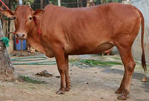 വെച്ചൂര്‍ പശു