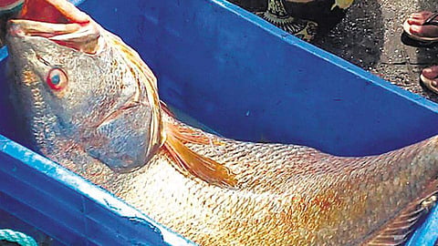 വലയില്‍ കുടുങ്ങി ഘോല്‍; ഒറ്റ രാത്രികൊണ്ട് മഹേഷും ഭരതും ലക്ഷാധിപതികള്‍