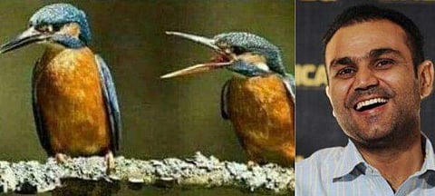 ' ഒറ്റനോട്ടത്തിലറിയാം ഈ പക്ഷികളില്‍ കെട്ട്യോന്‍ ആരാണ് എന്ന്'; വീരുവിന്റെ ട്വീറ്റില്‍ ഇളകി മറിഞ്ഞ് സോഷ്യല്‍ മീഡിയ