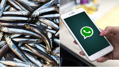 വാട്‌സ് ആപ്പ് വഴി കിട്ടും നല്ല പെടയ്ക്കണ മീന്‍;  ഇത് ആനിയുടെ സിവില്‍ ലെയ്ന്‍ ഫ്രഷ് ഫിഷിന്റെ കഥ 