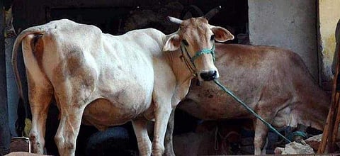 ട്രാക്ടര്‍ തട്ടി പശു ചത്തു: ഗോഹത്യ ആരോപിച്ച് കര്‍ഷകനും കുടുംബത്തിനും വിലക്കേര്‍പ്പെടുത്തി ഗ്രാമം