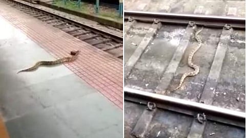 ആ മലമ്പാമ്പ് ചത്തിട്ടില്ല, ഷൊര്‍ണൂരില്‍ പാമ്പിനെ ട്രെയിന്‍ തട്ടിയ സംഭവത്തില്‍ ട്വിസ്റ്റ് 